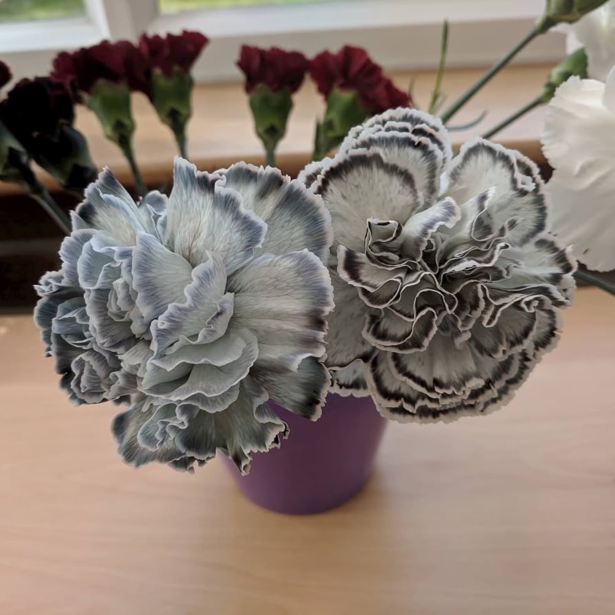 Gray (Gray scientific name) for planting in garden